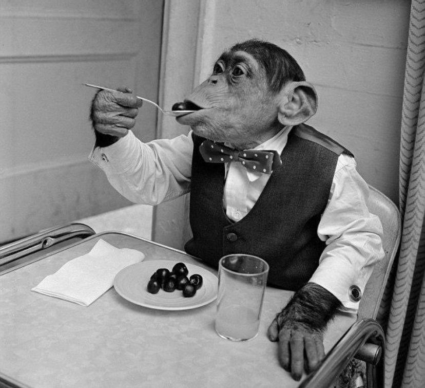 FisRandomImages's tweet photo. a very sophisticated Chimpanzee dining at a table https://t.co/9nIu0K3oey