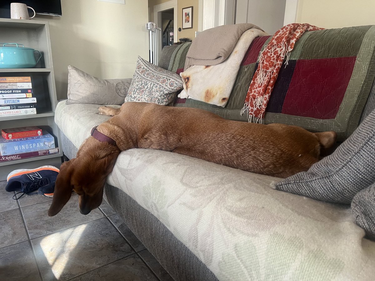 These are my brother ⁦<a href="/davidwhitford/">David Whitford</a>⁩’s dogs Beans and Sugar. They’re focusing on self-care this year with an emphasis on morning naps.