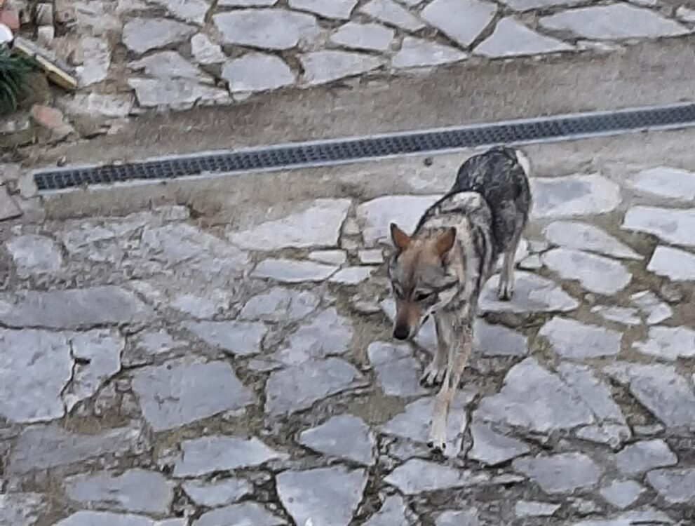 Teso4zampe's tweet photo. Cane Lupo Cecoslovacco vagante a Val Canera. Di chi è? - https://t.co/I7UQ01OTyG https://t.co/hEWflJef6A