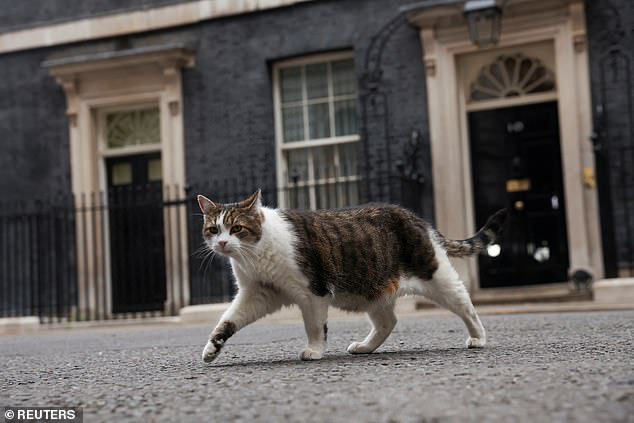 ⚡️Medical Update⚡️

A Downing Street spokesman has confirmed that #LarrytheCat is fit as a fiddle - after the 15-year-olds visit to the vet.

The ‘Chief Mouser’ has had treatment for cysts & seen off  five prime ministers since his arrival in 2011.