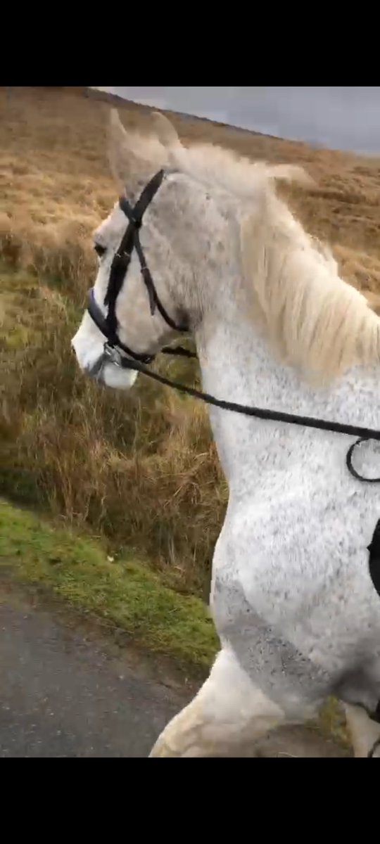 A very happy new home in Wales and Derry seems to be enjoying his hacking as much as his new mum. Lovely to see 💞 #AdoptDontShop #NEWS #KindnessMatters #rehome #Charitybeginsathome