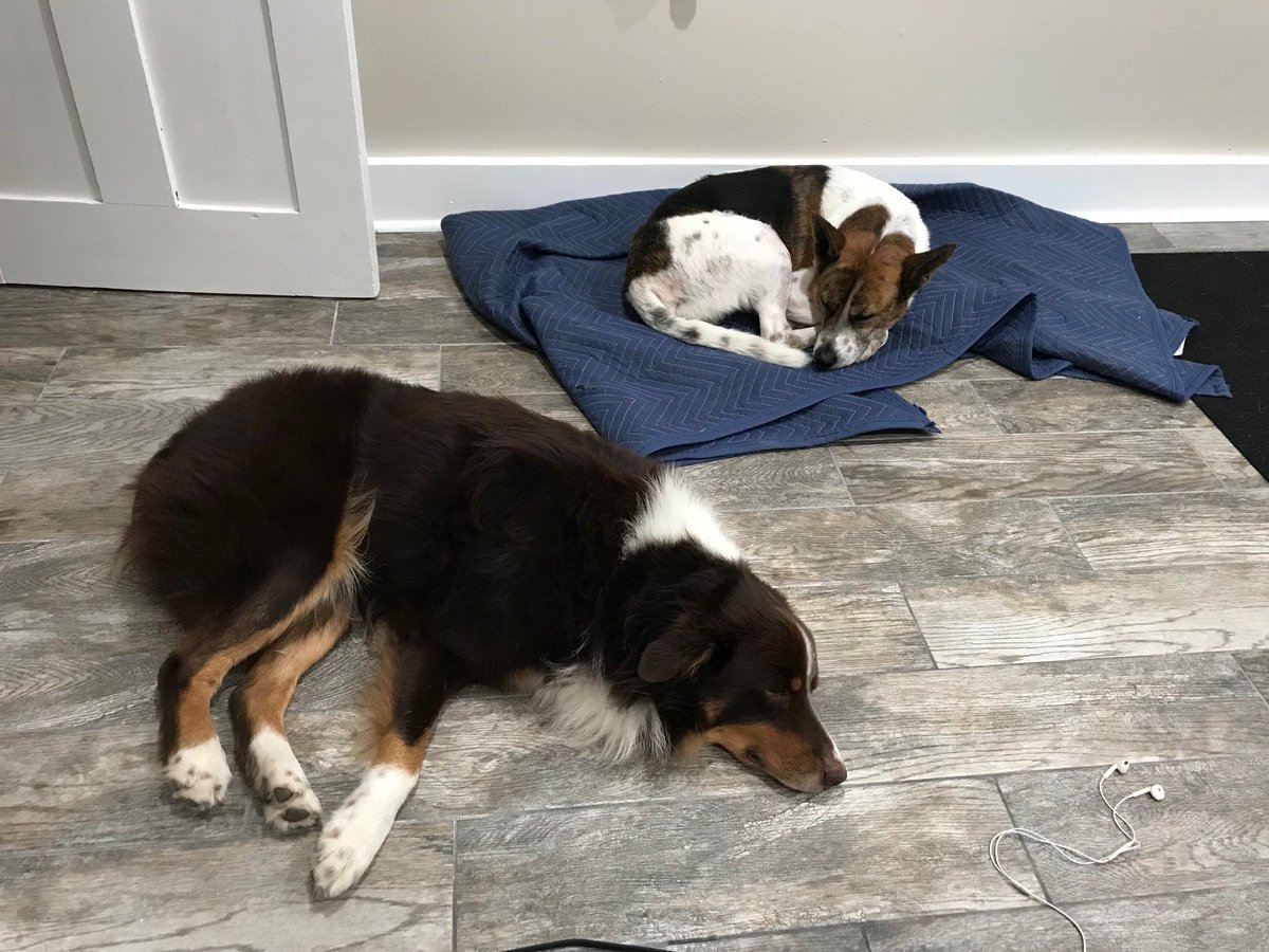 Happy Friday from the hardest working co-workers out there!

@JDillionAsher