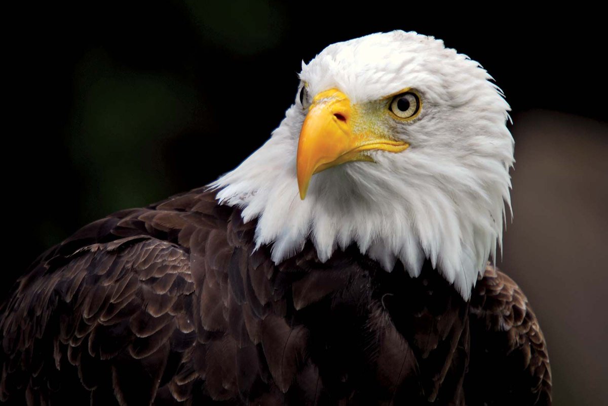 AGuyOnTw_tter's tweet photo. 🇺🇲 PATRIOT FOLLOW 🇺🇸

🇺🇸 GOD BLESS AMERICA🇺🇸

🇺🇸 DROP YOUR @ 🇺🇸

🇺🇸 FOLLOW OTHER PATRIOTS 🇺🇸

🇺🇸 RETWEET 🇺🇲

👇🇺🇲🇺🇲👇
@UnionPatriot369 @ChavezKenny77 
@Steveadams76 @thejavawitch @MAGAFollows @O4MajorDad @1stMzZee @DrowRanger734 @rob_whiteboy @r01363548 @shannonazusa @icebergz99 https://t.co/zOQLduNHdV
