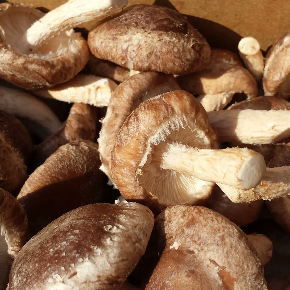 pfenningsfarm's tweet image. #FindLocalFriday is back! 

Check out what&apos;s in-season, delicious, and available locally for the month of February! Almost every veggie on this list would be the perfect ingredient in a nice, hot soup- perfect to keep you warm on a chilly day.
 #ShopSmart and #SupportLocal !