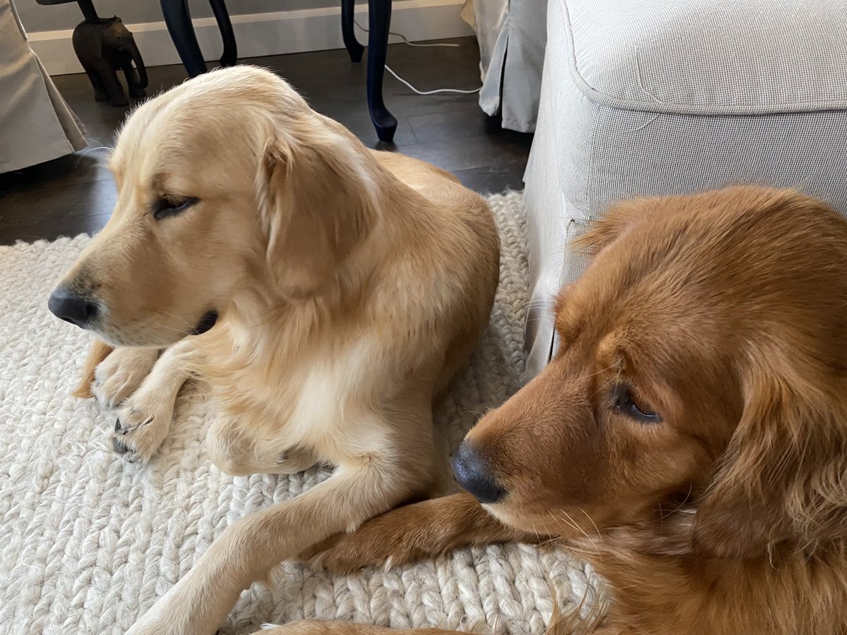 It’s #NationalGoldenRetrieverDay! Celebrating these two💕