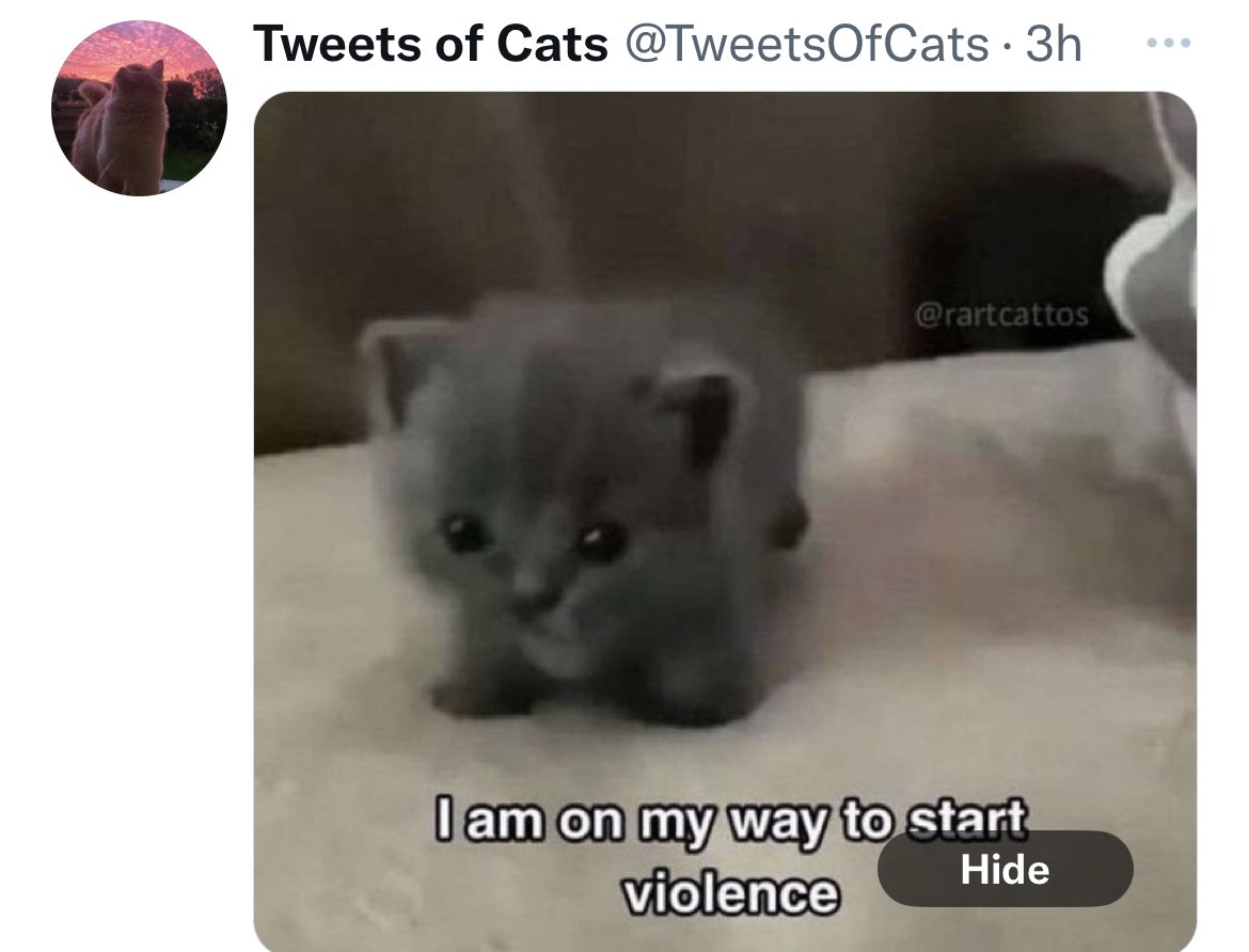 weirdlilguys's tweet photo. well it’s not wrong 🤣 @TweetsOfCats https://t.co/I3mKtj3r5X