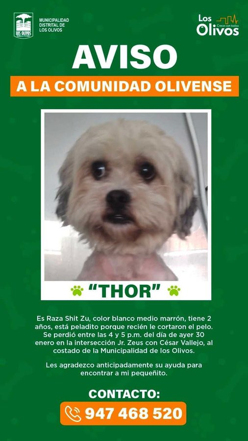 Paola310's tweet photo. Buscan a Thor en Los Olivos https://t.co/mnN2qF8VPr