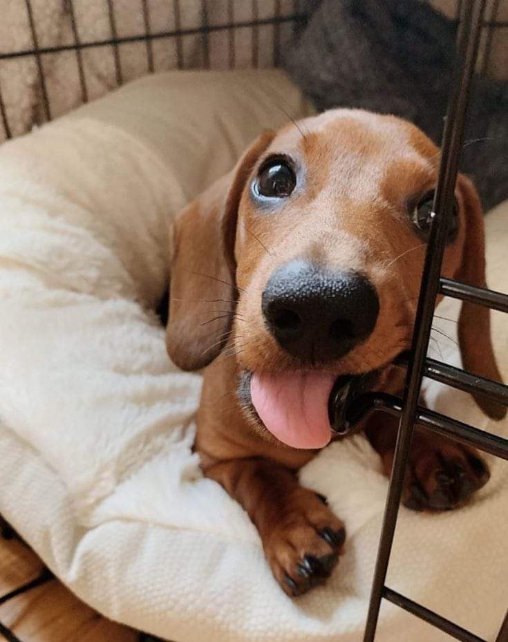 daschundlovers2's tweet photo. #Dachshunds #Dachshund https://t.co/6uPSOhPNHW