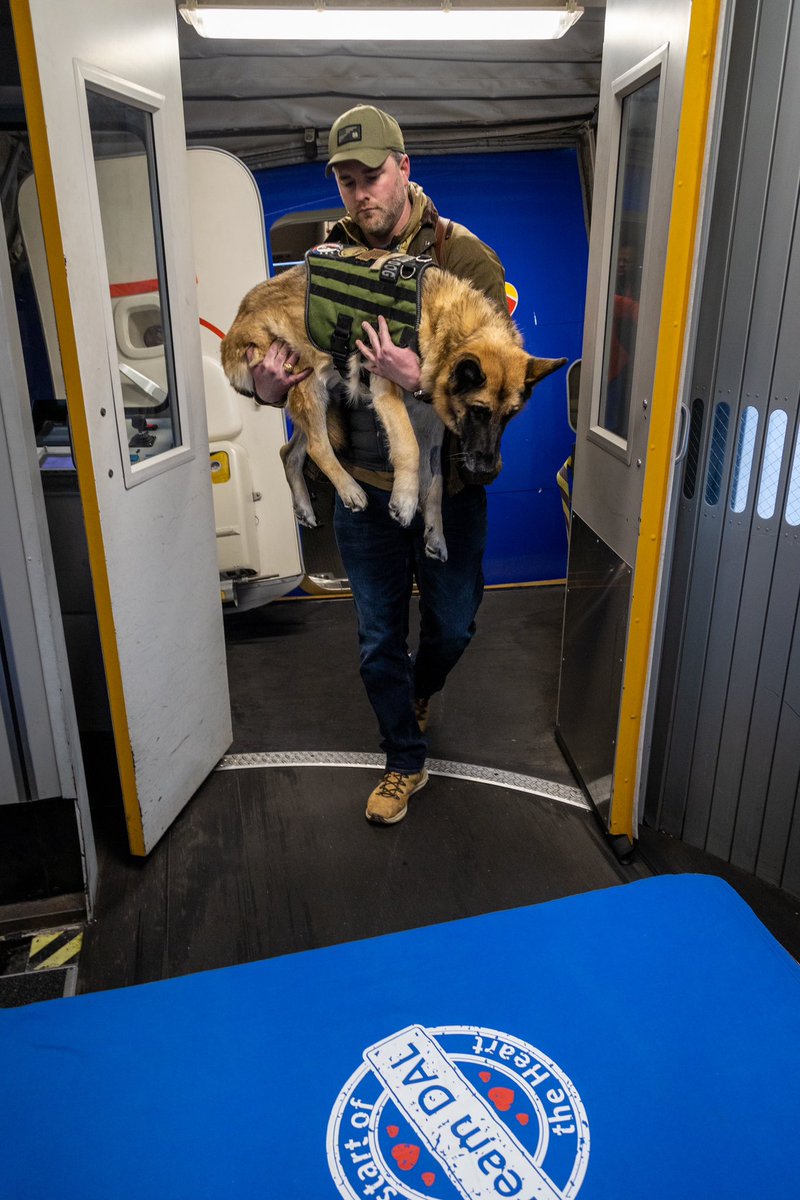 schellycat's tweet photo. Photos of sweet Kaya arriving at Love Field last night alongside her owner @ctlyle1. Cole and Kaya are the creators of the PAWS act. Kaya has terminal cancer and flew her final flight on @SouthwestAir to be in her home state of Texas when she passes. ♥️ https://t.co/m1pDT5np56