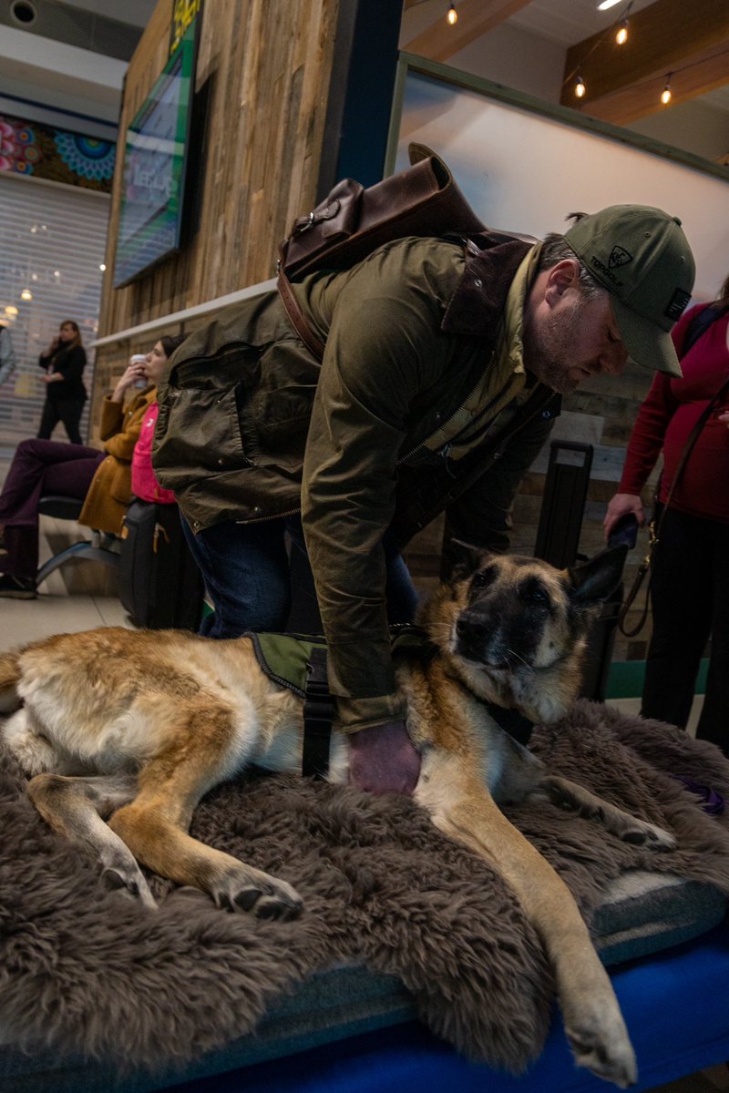 schellycat's tweet photo. Photos of sweet Kaya arriving at Love Field last night alongside her owner @ctlyle1. Cole and Kaya are the creators of the PAWS act. Kaya has terminal cancer and flew her final flight on @SouthwestAir to be in her home state of Texas when she passes. ♥️ https://t.co/m1pDT5np56