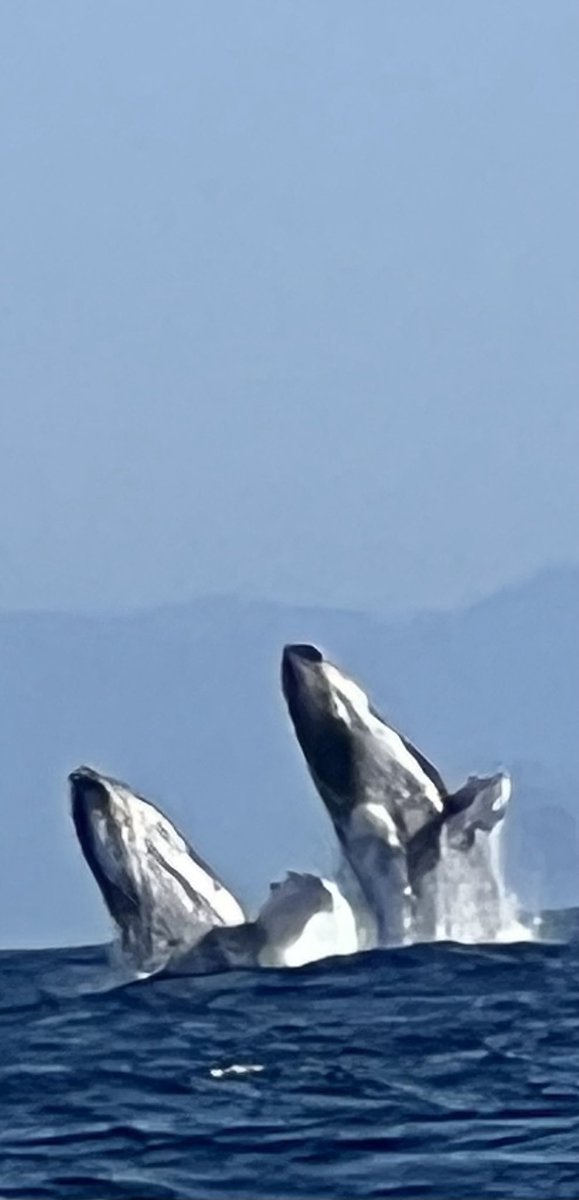 Beautiful whales breaching off the Nayarit, Mexico coast!