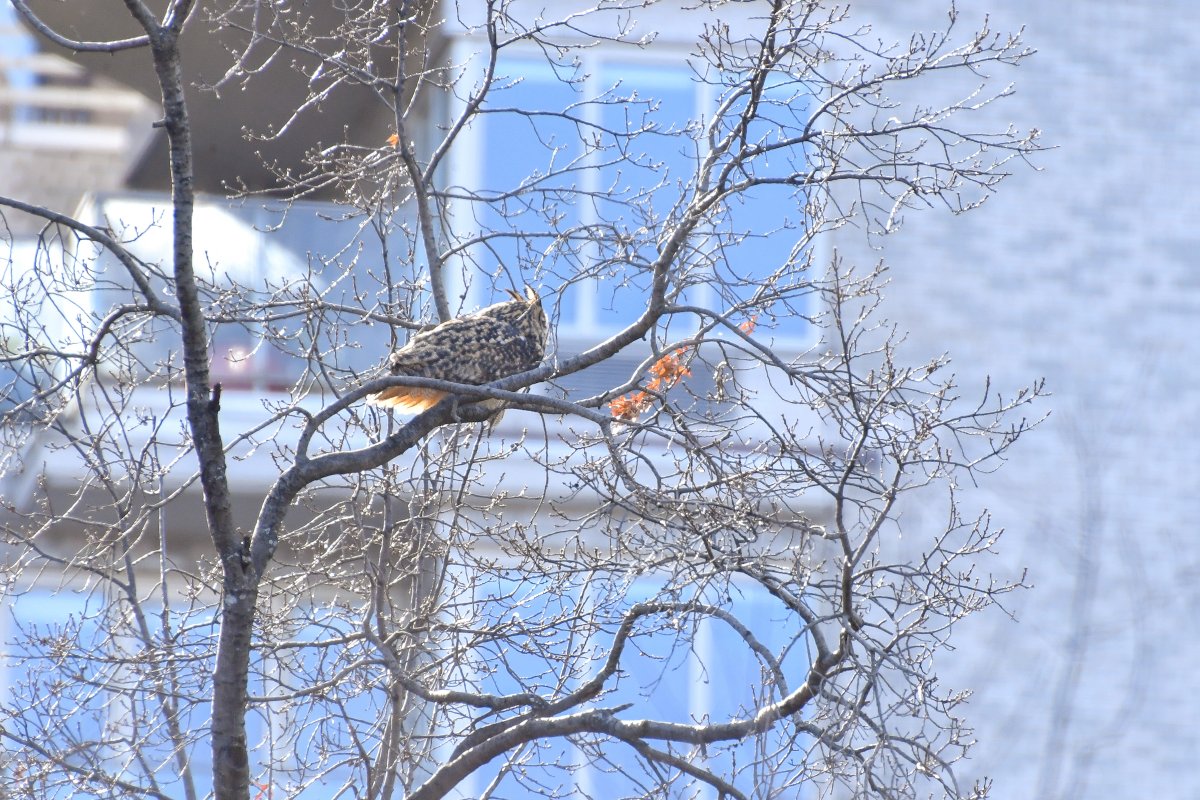 NYCParks's tweet photo. For those concerned about Flaco, the @centralparkzoo’s escaped Eurasian eagle-owl, our Rangers are on the case! We spotted the owl in Hallett Sanctuary this morning, and found Flaco healthy and hunkering down in a tree. We ask that park goers give space so that he can be rescued. https://t.co/9hlsSzCWAv