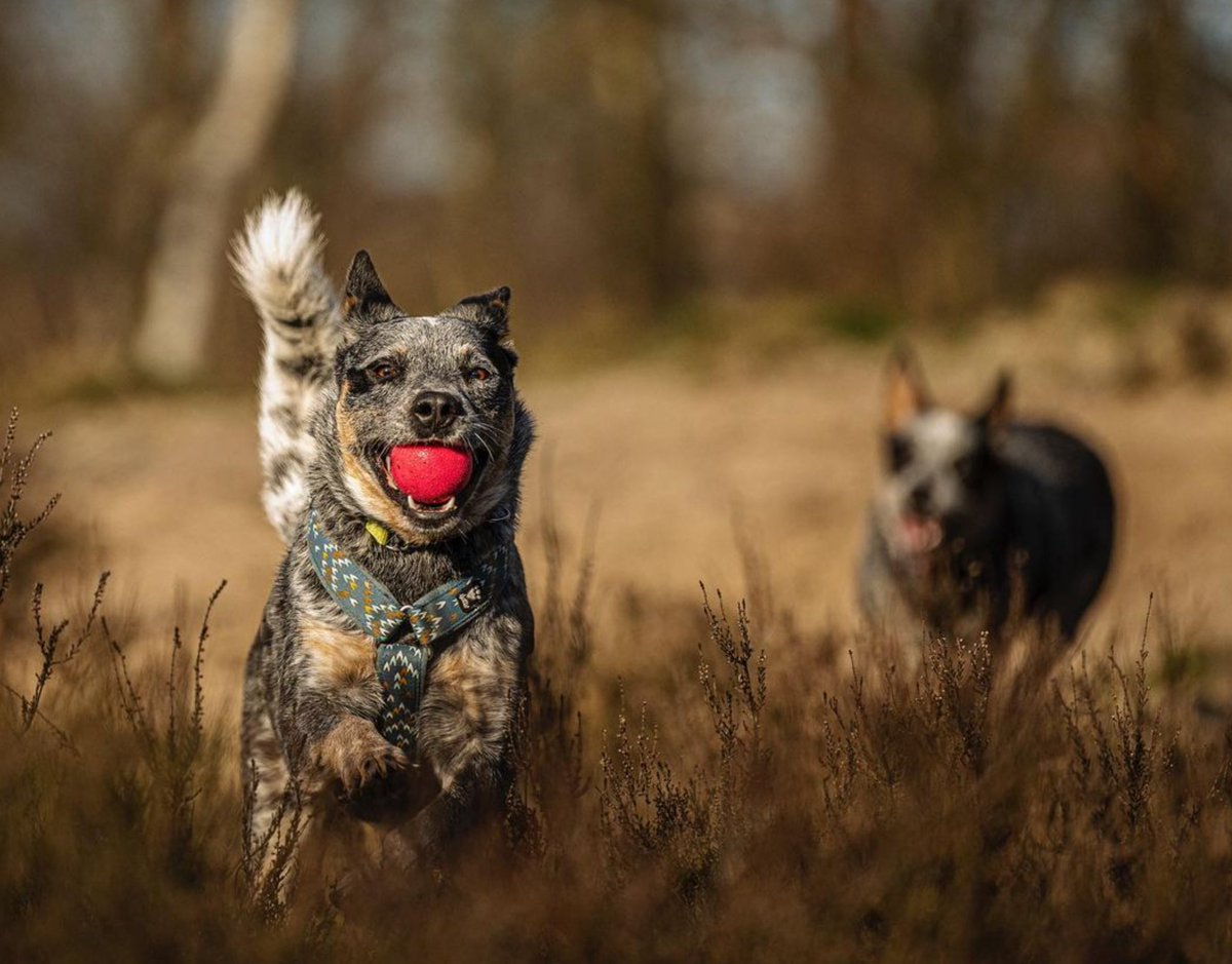 heelersbot tweet media