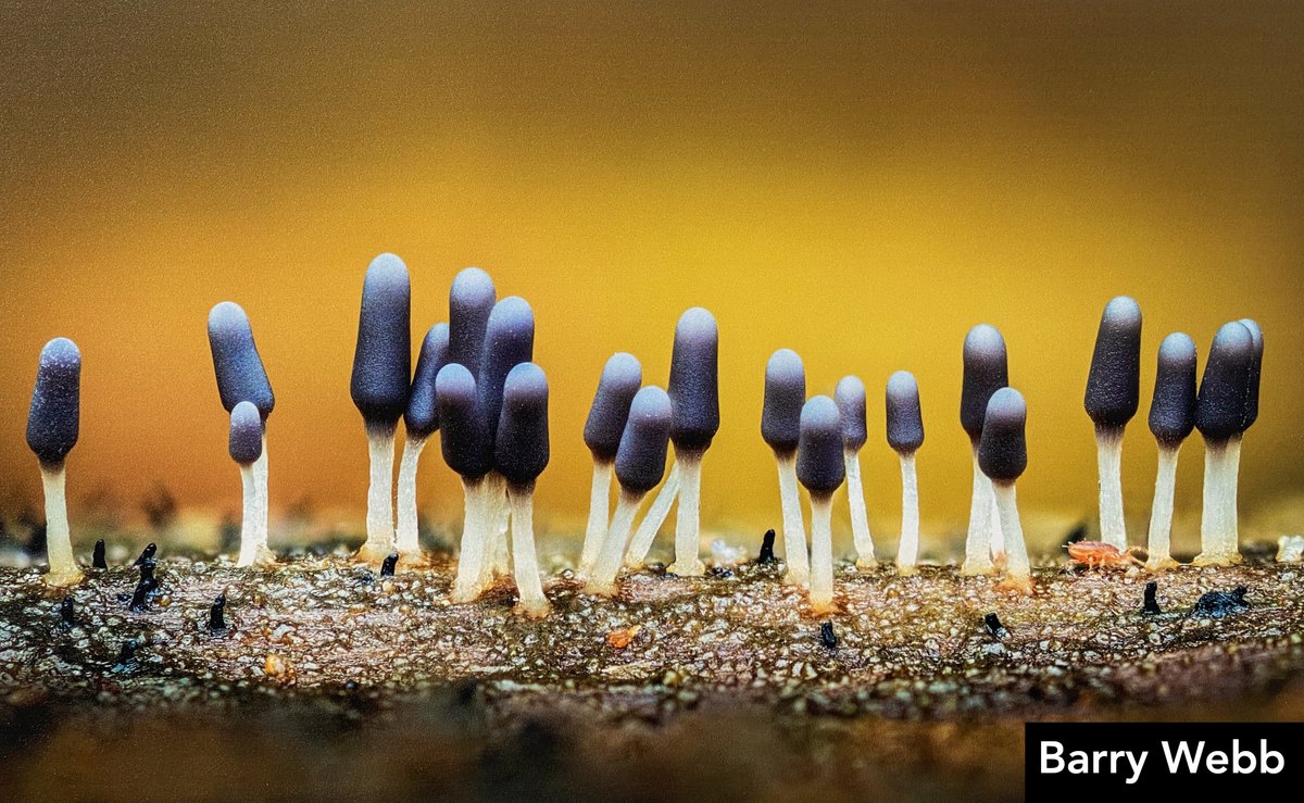 Simon Hill HonFRPS (@scirebroc) on Twitter photo ... and <a href="/The_RPS/">The Royal Photographic Society</a> Royal Photographic Society Portfolio award winners are ... Gold Medal Barry Webb LRPS; Silver Medal Fiorella Gaggero; Bronze Medal Brian Cooke ARPS; and in other categories, RPS DIG member David Townshend FRPS at the 16th <a href="/igpoty/">igpoty</a>. #IGPOTY #gardenphotography ... and <a href="/The_RPS/">The Royal Photographic Society</a> Royal Photographic Society Portfolio award winners are ... Gold Medal Barry Webb LRPS; Silver Medal Fiorella Gaggero; Bronze Medal Brian Cooke ARPS; and in other categories, RPS DIG member David Townshend FRPS at the 16th <a href="/igpoty/">igpoty</a>. #IGPOTY #gardenphotography