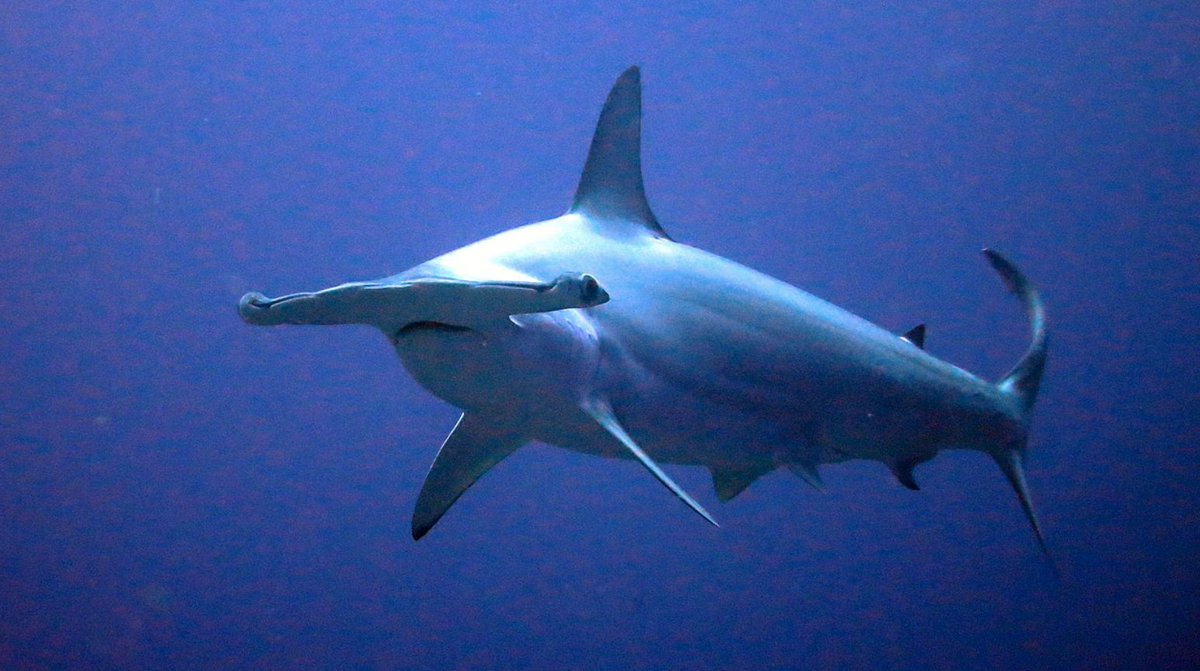 ProjectNgandu's tweet photo. Piece at @WilderMag on the Boa Vista Island's #shark #nursery (in Portuguese)!🦈🌊 

PS- Portuguese AND Cabo Verdean scientists described the area!☺️🇨🇻🇵🇹#NGANDUproject

https://t.co/Z2wvcJGj89 https://t.co/I8R5qOqQXd