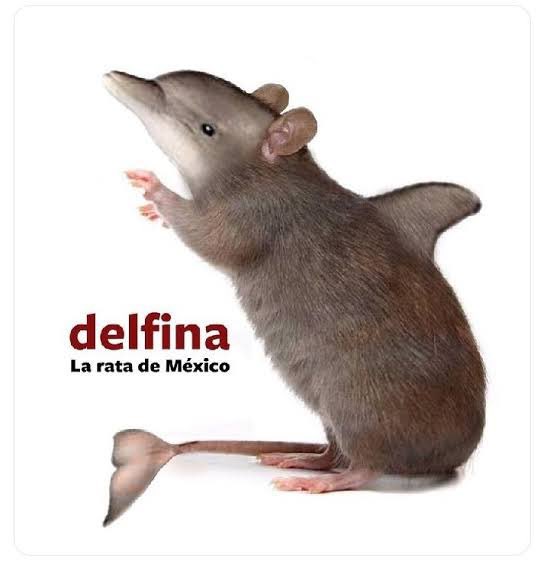 #EsDelfina
#EdoMex 
#Edomex2023 
#DelfinaLaRataDeTexcoco #DelfinaDelincuente #DelfinaNoSeraGobernadora