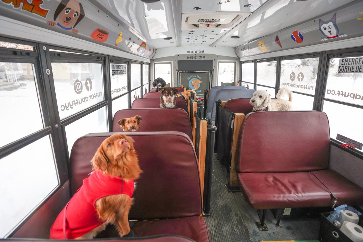 leahhennelphoto's tweet photo. Denzel Morrison, owner of Ruff and Puff, loads passengers onto his adventure school bus for dogs, in Calgary, Alberta. Pups are picked up and dropped back off at their homes after playing in a local park. @ruffandpuffyyc #dogs #yyc #dogschoolbus https://t.co/SoW6H0FlZB