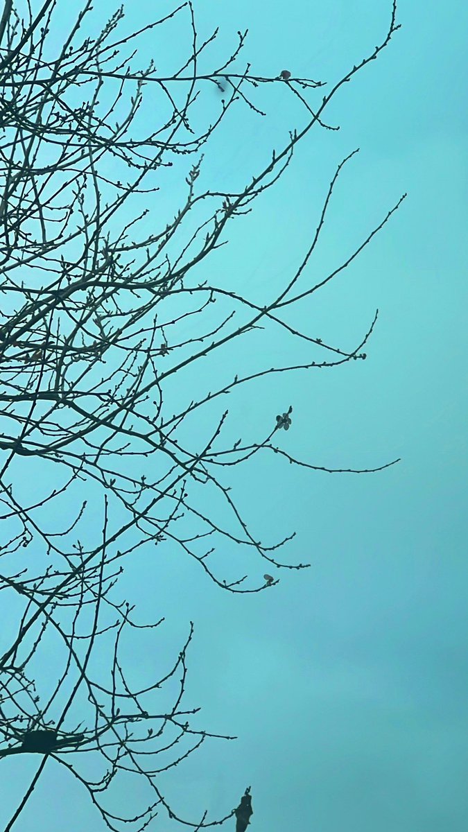 _LittleMissRizz's tweet photo. The tree outside my window starting to bloom. I can’t wait for all the cherry blossoms 🌸 https://t.co/UWvlshJg1Z