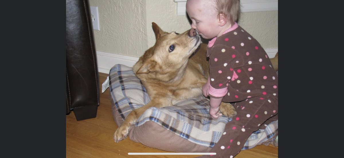 NolinBill's tweet photo. @jessi_pierce Thanks Jessie we had to euthanize our 18 year old “pup” recently and seeing our daughter smile whenever she was around makes me smile. https://t.co/iUvgPlswOm