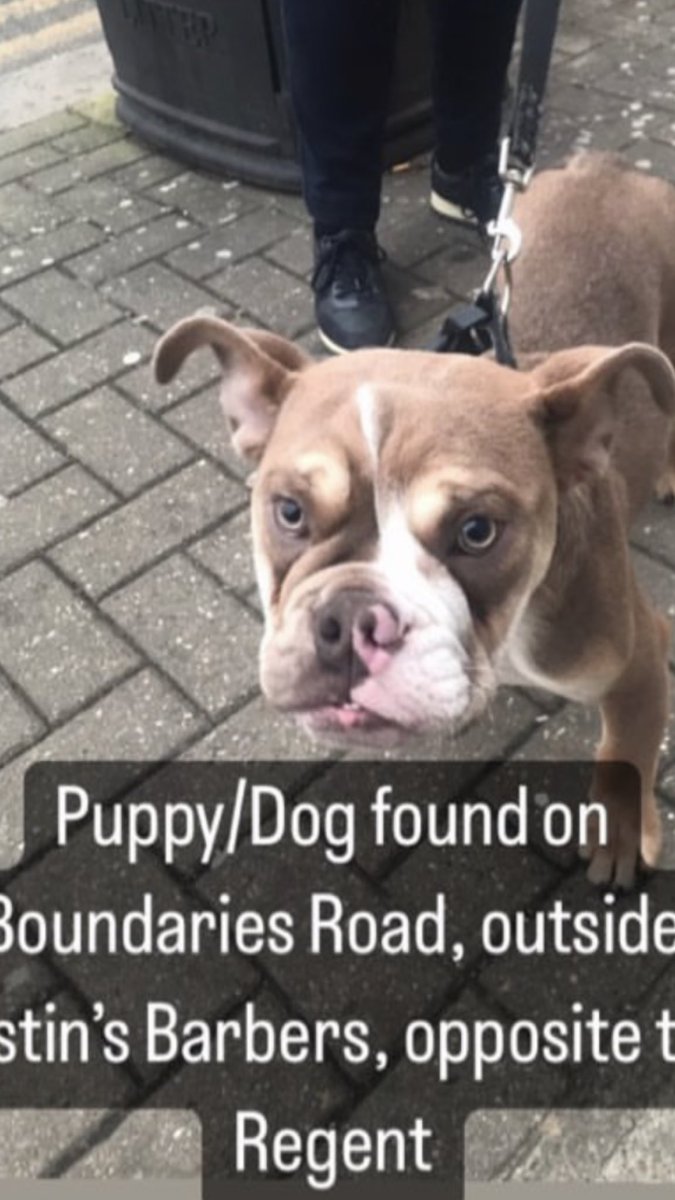JacquiSaid's tweet photo. Found in #Balham #London #Sw12 now at @Battersea_  let’s get this dog home. @MissingPetsGB @DogHouseBalham @RSPCABalhamToot thanks @balhamnewsie for sending me pic. . https://t.co/01e5rl5o7b