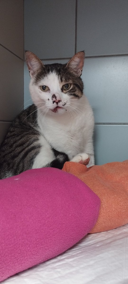 PatataKyd's tweet image. TW Sang sur animal

Après 2nuits chez le veto, une opération pour la mâchoire fracturée, beaucoup de peur et de pleurs, mon bébé d'amour sort demain de chez le véto ✨
Je l'aime si fort 🥰