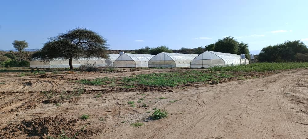 IbrahimBaaGeY's tweet photo. Geelookar Greenhouse project has finally finished within less than one month with three of 8×48m greenhouses, Alhmdullilah.
Implemented/Constructed by @CpiCrop https://t.co/vQUKccSClo