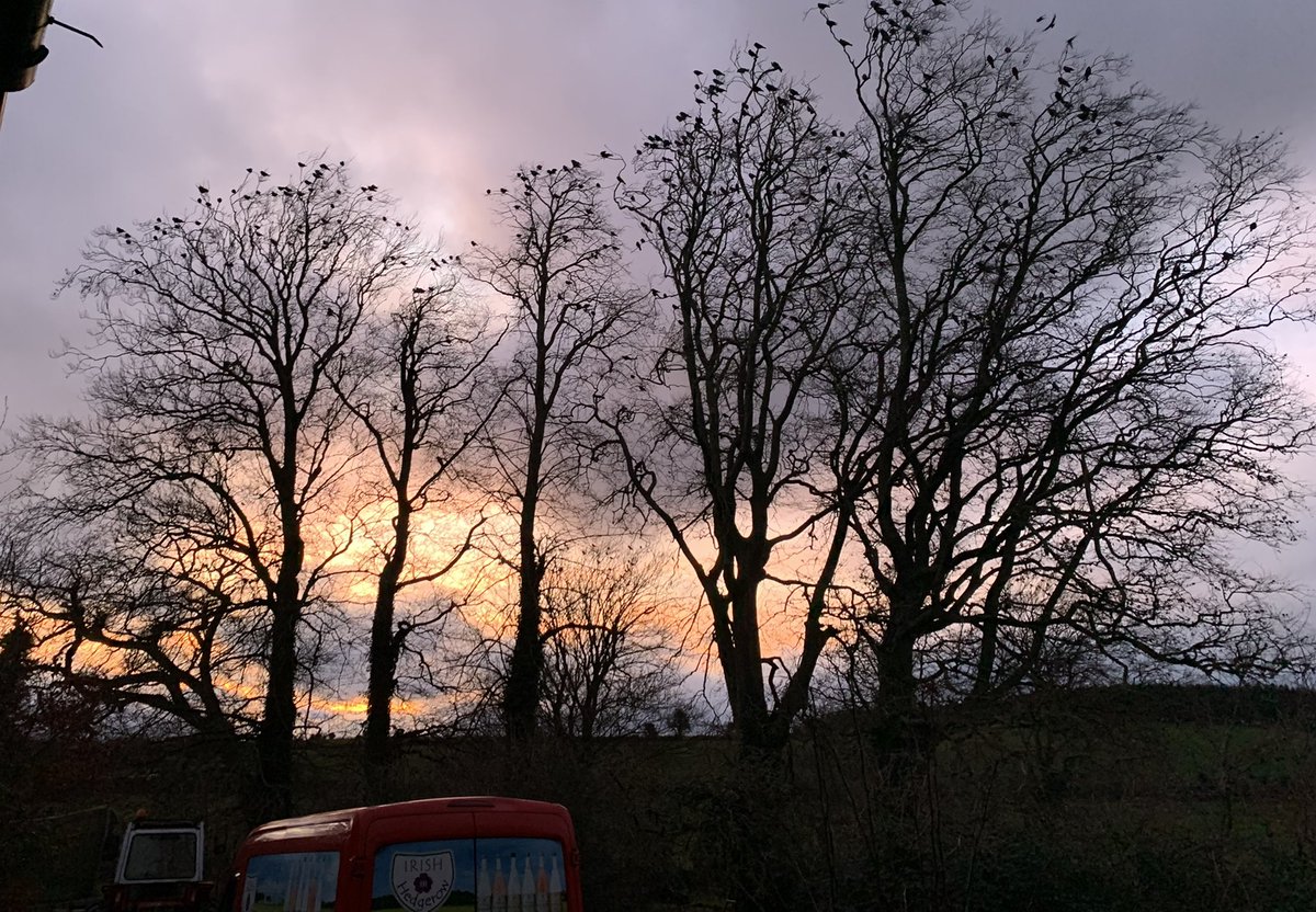 DrinkTheHedge's tweet photo. #Tipperarysunset #Irishtrees #rooks #thegrandstretch https://t.co/KdACCU1e0B