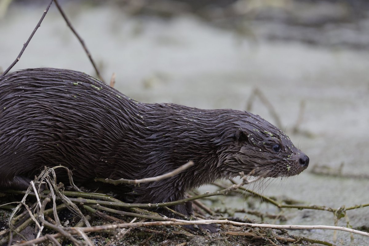 JustAlanSadler's tweet photo. Otter along the riverbank today was a wonderful sight today #TwitterNatureCommunity #Otter #TwitterNaturePhotography @Britnatureguide @Mammal_Society https://t.co/f83iDvDsZg