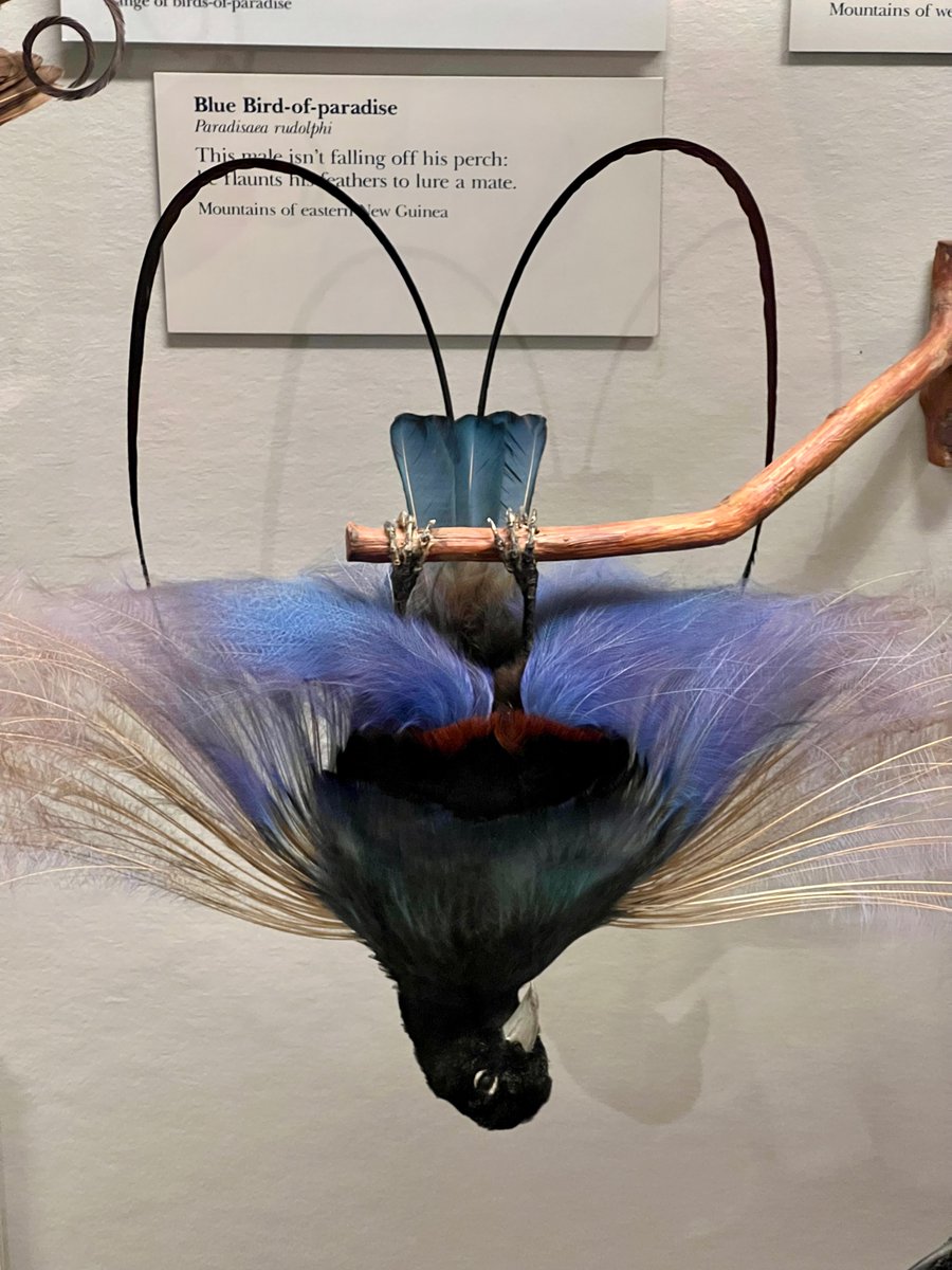 Field Museum on Twitter: 