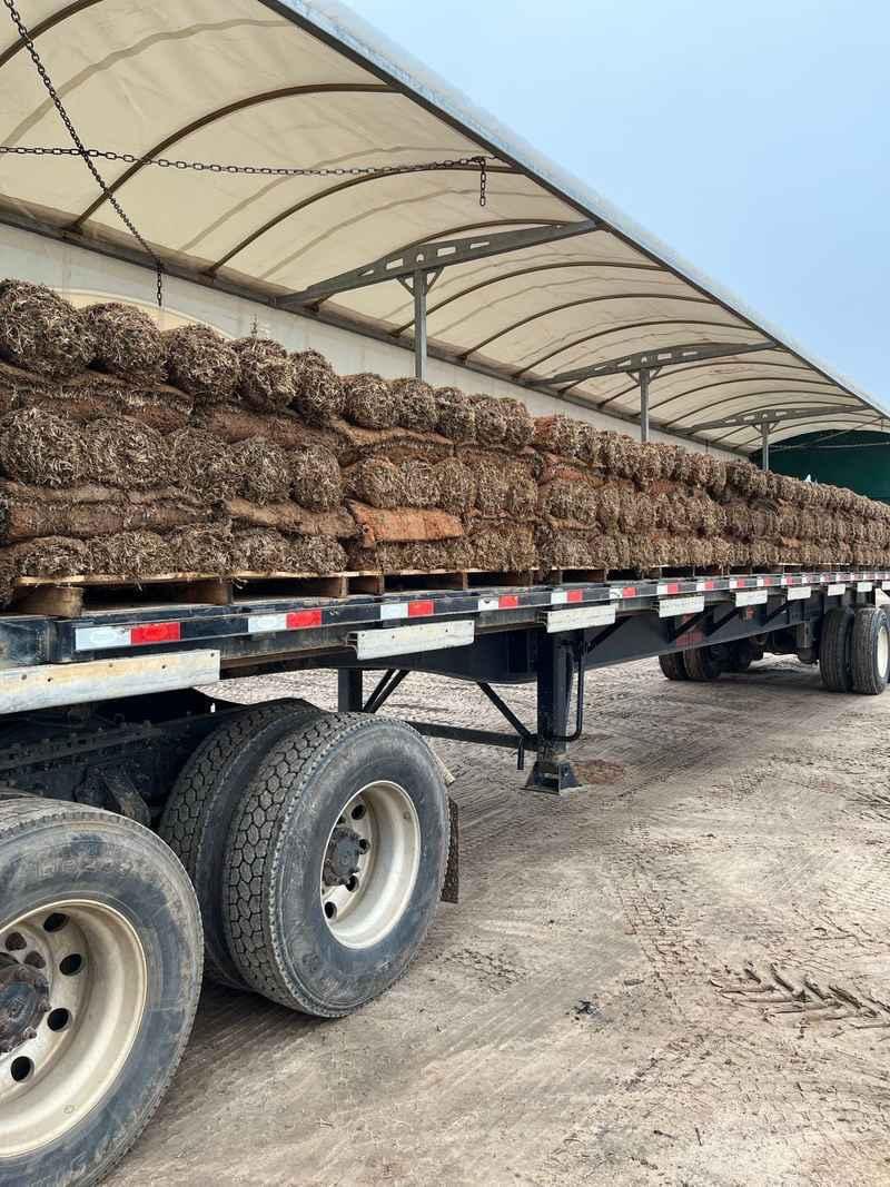 That's a whole lotta TifTuf Bermuda 🌱
#bermudagrass