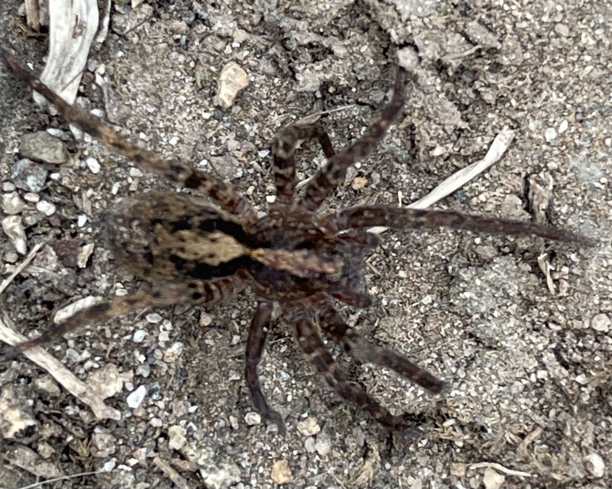 KrisGimenez's tweet photo. @Arachno_Cosas Hola! Me podrías decir si estos ejemplares son de IM?? Fueron encontrados en Chiapas… https://t.co/bmPUIfUSNh