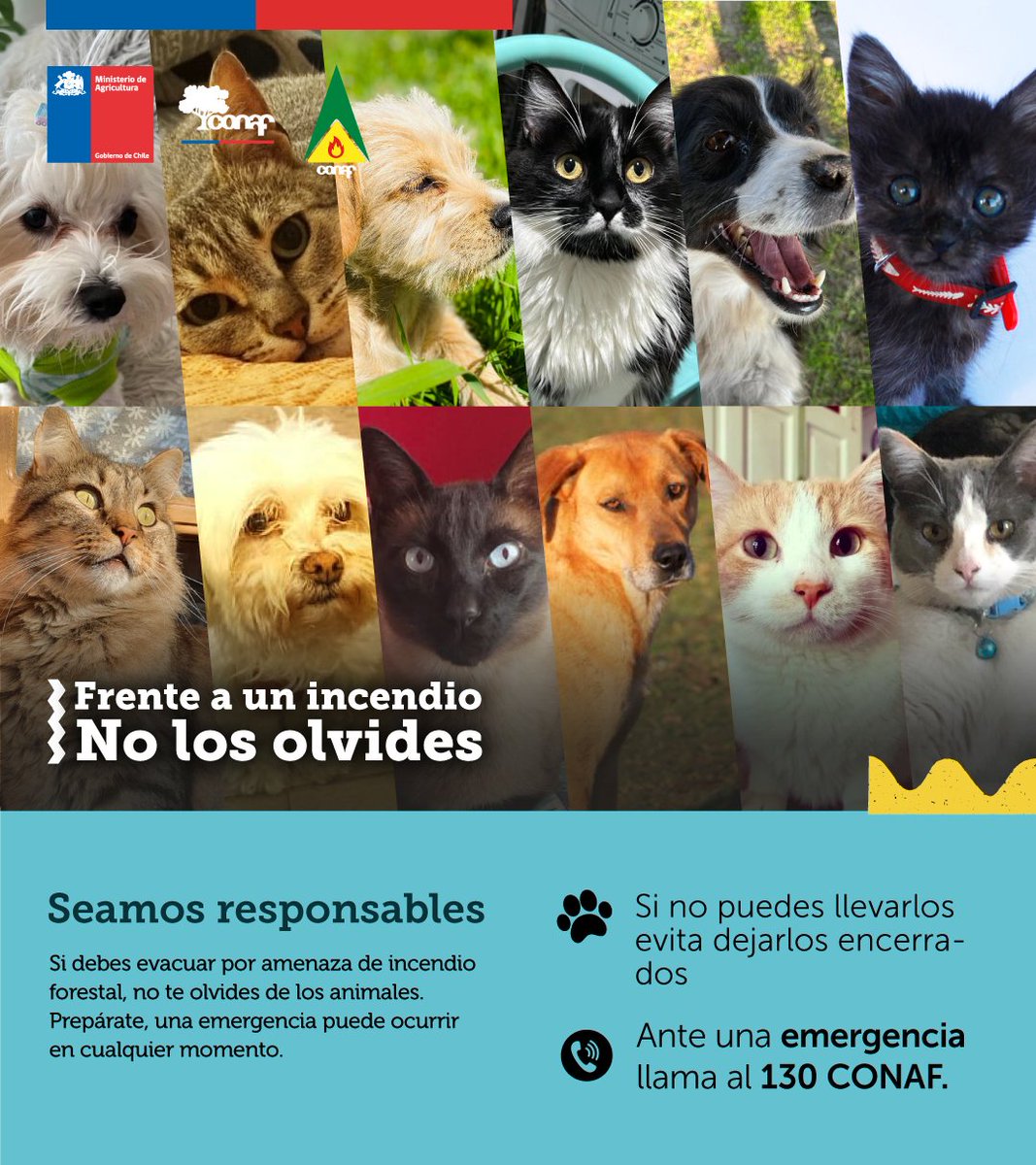 incendios_CONAF's tweet photo. 🐶🐱🐰Ante un #IncendioForestal 🔥 también es importante preocuparnos de ellos, tomar precauciones y estar preparados 🚨⚠️ https://t.co/VCH4Aqahgr