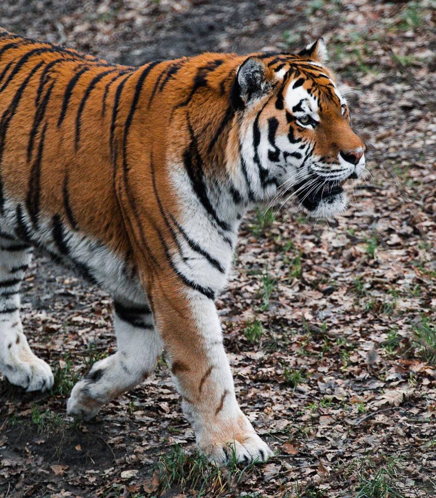 A few captures from animals in @ouwehands_dierenpark a few weeks ago. Good times to spend the time roaming around the park with my family, and brought a 400mm lens (i.e. 70-200mm w/ 2x TC) with me. instagr.am/p/CoNnwR_timM/