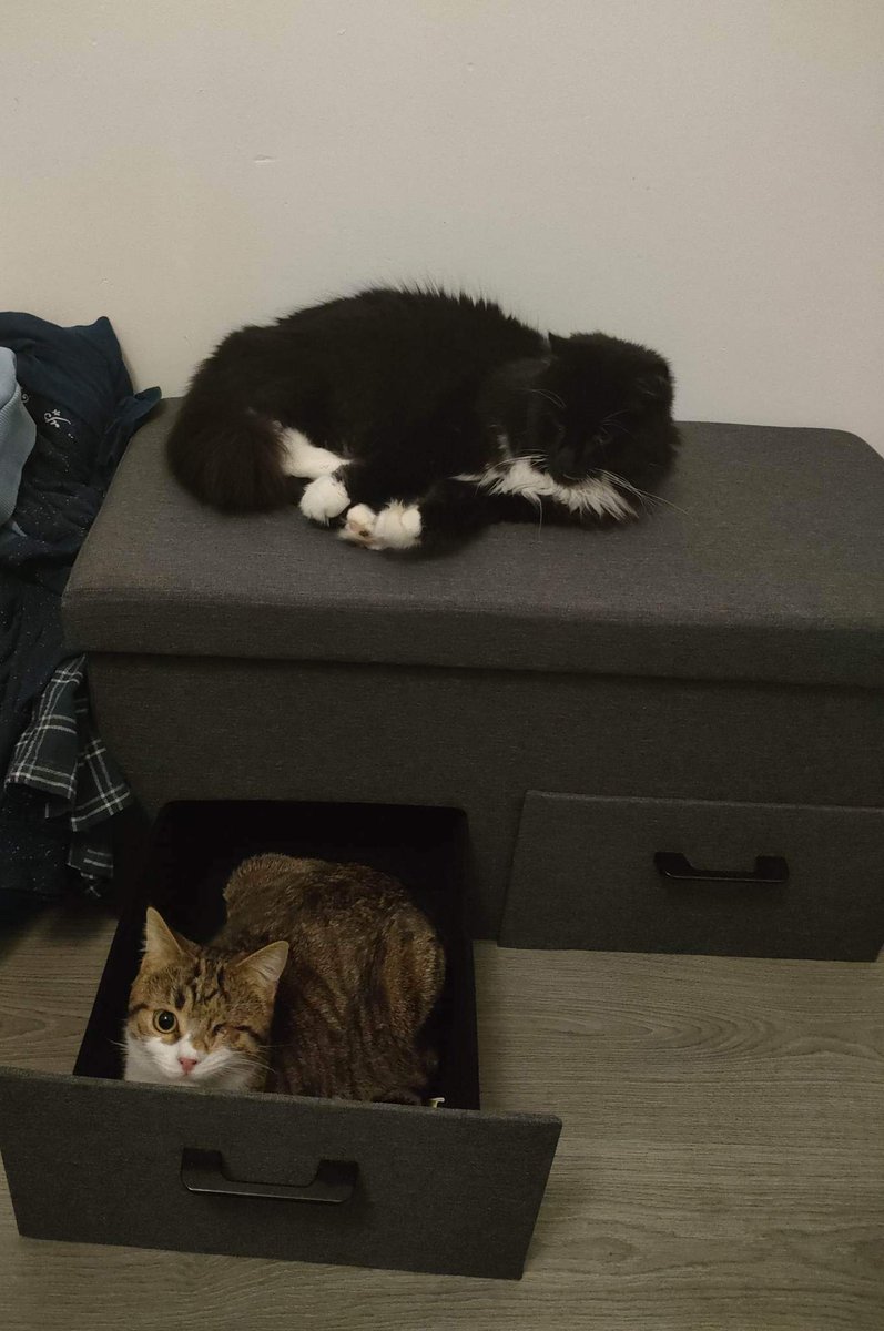 Elo_says's tweet photo. Et sinon dans les bonnes nouvelles, petit Pirate est déjà devenu copain avec le chat de sa famille et ils commencent les bêtises ensemble 😅😅
#LTFA https://t.co/2qLyYMVjmk