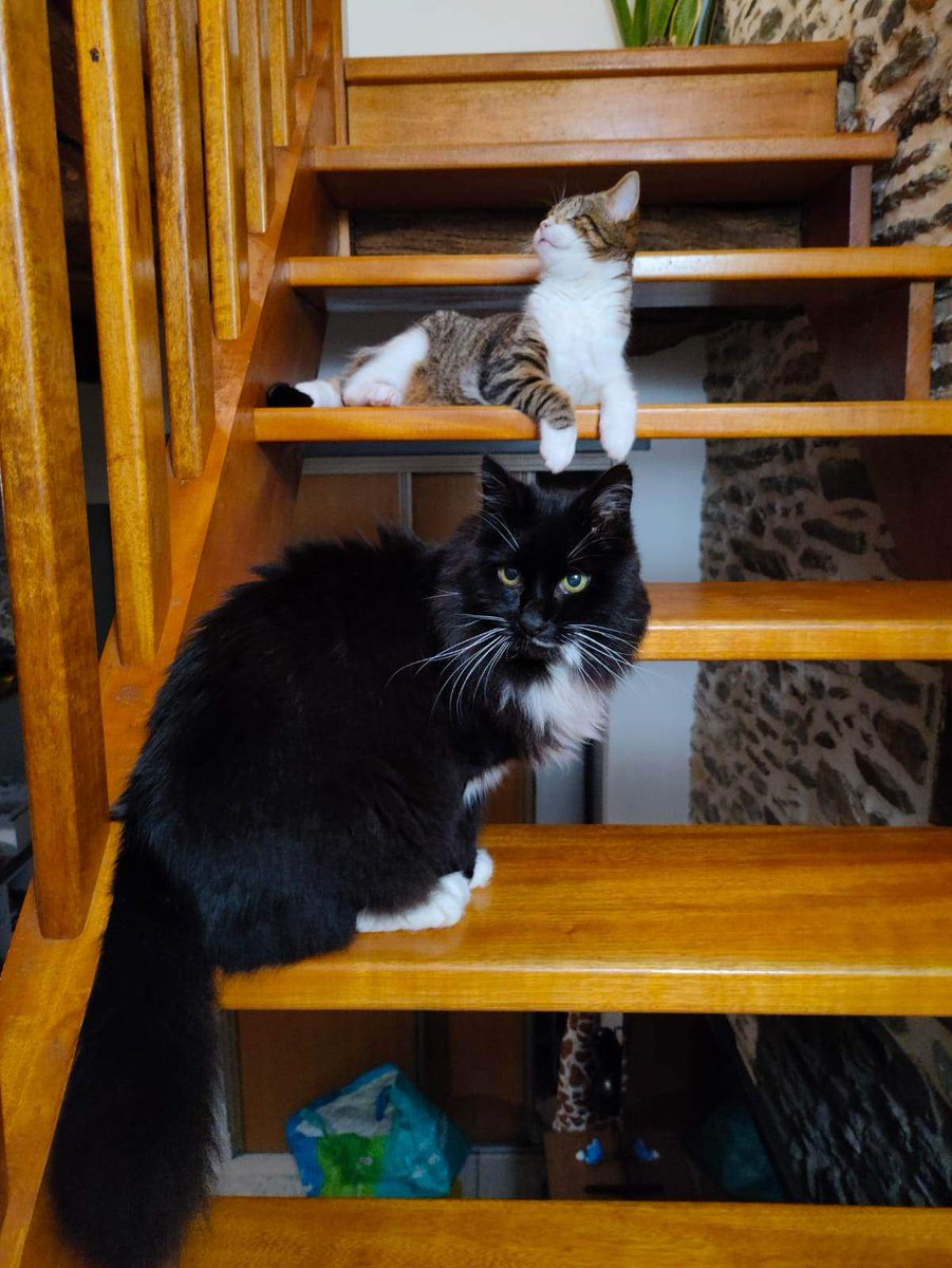 Elo_says's tweet photo. Et sinon dans les bonnes nouvelles, petit Pirate est déjà devenu copain avec le chat de sa famille et ils commencent les bêtises ensemble 😅😅
#LTFA https://t.co/2qLyYMVjmk