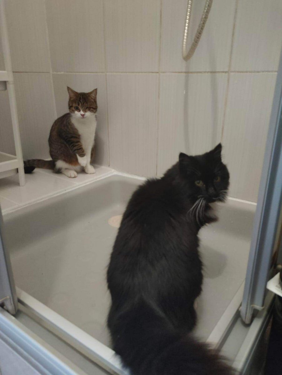 Elo_says's tweet photo. Et sinon dans les bonnes nouvelles, petit Pirate est déjà devenu copain avec le chat de sa famille et ils commencent les bêtises ensemble 😅😅
#LTFA https://t.co/2qLyYMVjmk