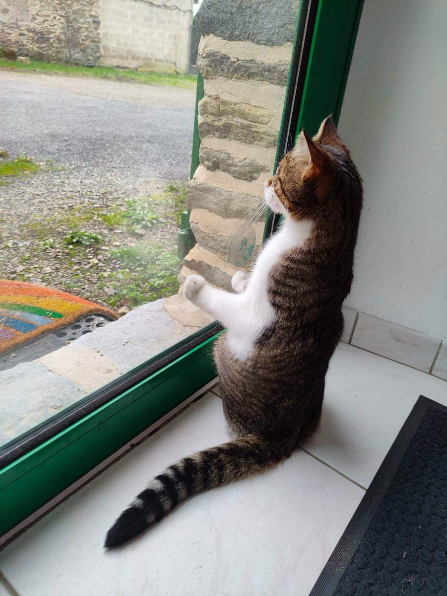 Elo_says's tweet photo. Et sinon dans les bonnes nouvelles, petit Pirate est déjà devenu copain avec le chat de sa famille et ils commencent les bêtises ensemble 😅😅
#LTFA https://t.co/2qLyYMVjmk