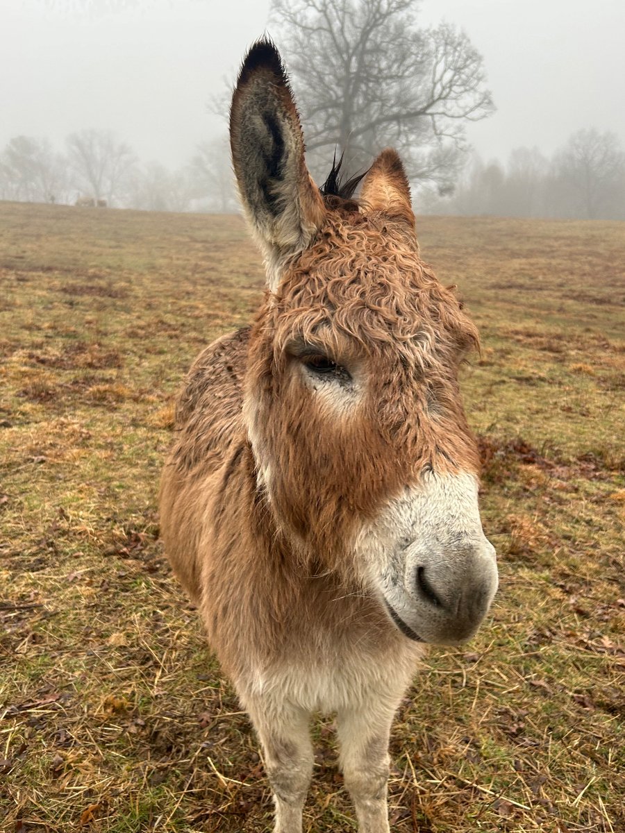 Ferb is happy the rain has stopped. 
#LittleTailFarms #FarmLife #AirBnBExperiences #AirBnB #FarmStay