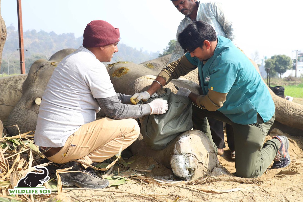 WildlifeSOS's tweet image. Moti Update:  Moti continues to eat and drink water.  The team did not try to turn him today as they wanted to give him more time to regain strength after the last attempt.  
Millions of tourists need to know they must #RefusetoRide elephants.  🖊️ &amp;amp; Share: action.wildlifesos.org/page/74446/act…