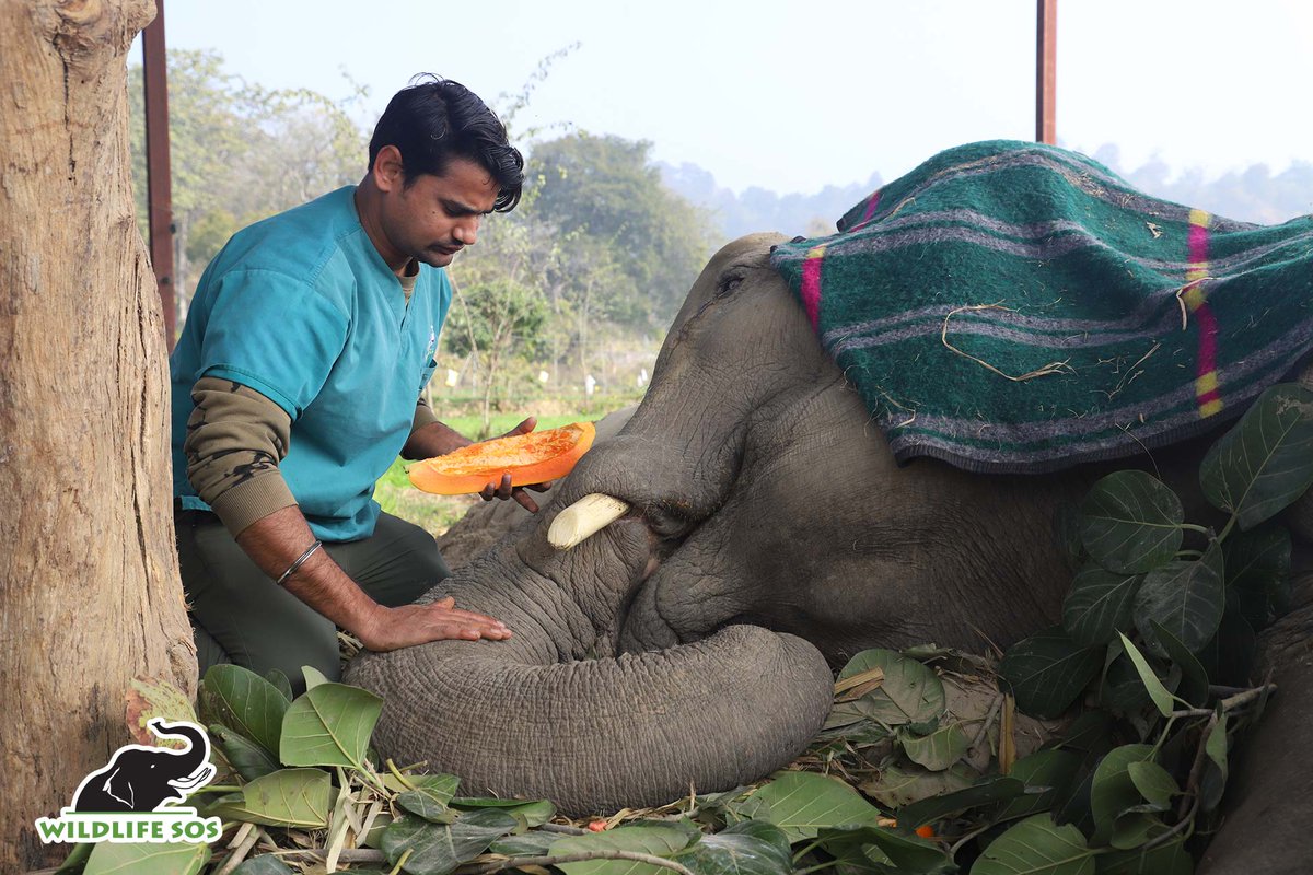 WildlifeSOS's tweet image. Moti Update:  Moti continues to eat and drink water.  The team did not try to turn him today as they wanted to give him more time to regain strength after the last attempt.  
Millions of tourists need to know they must #RefusetoRide elephants.  🖊️ &amp;amp; Share: action.wildlifesos.org/page/74446/act…