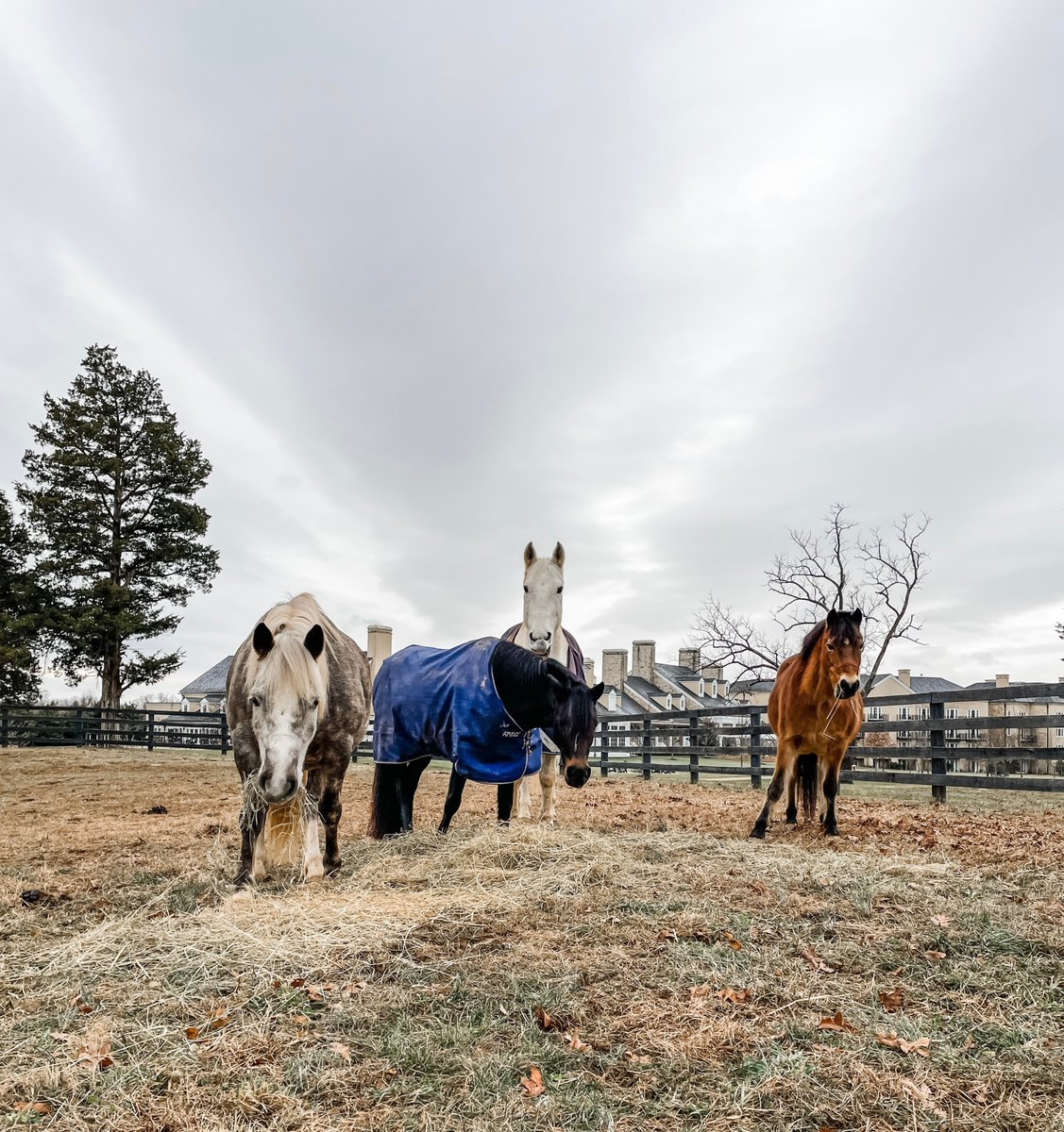 Happy Fri-neigh! #bySalamander