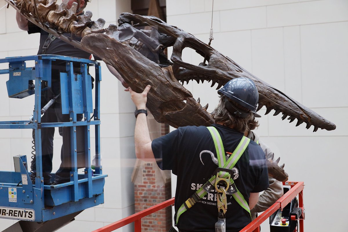 yalepeabody's tweet photo. Our new Central Gallery, beautifully designed by @Centerbrook, is now home to two of the museum's signature fossil mounts. #FossilFriday 

The #SkeletonCrew from @ResearchCasting delivered and installed Archelon and Tylosaurus in just under a week: 
https://t.co/2yqcpfHtjo @Yale https://t.co/5iEEZMPiHh
