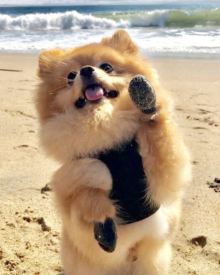 Pink_magic22's tweet image. Lo bueno es que le puse zapatitos para andar en la arena, solo espero que no pierda alguno. 

#ThaiShoreTrip
#ThaiShoreBeach