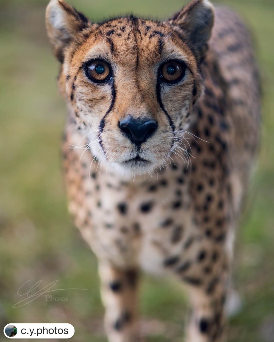 Must resist urge to #BoopTheSnoot 😬🐆

An amazing up-close moment with one of our beautiful cheetahs captured by c.y.photos 📸

Remember to tag #indyzoo in your pics & we might feature you on the next #fanphotofriday 📸