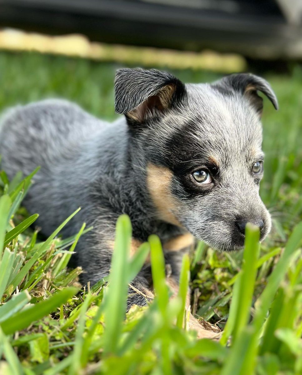 heelersbot tweet media