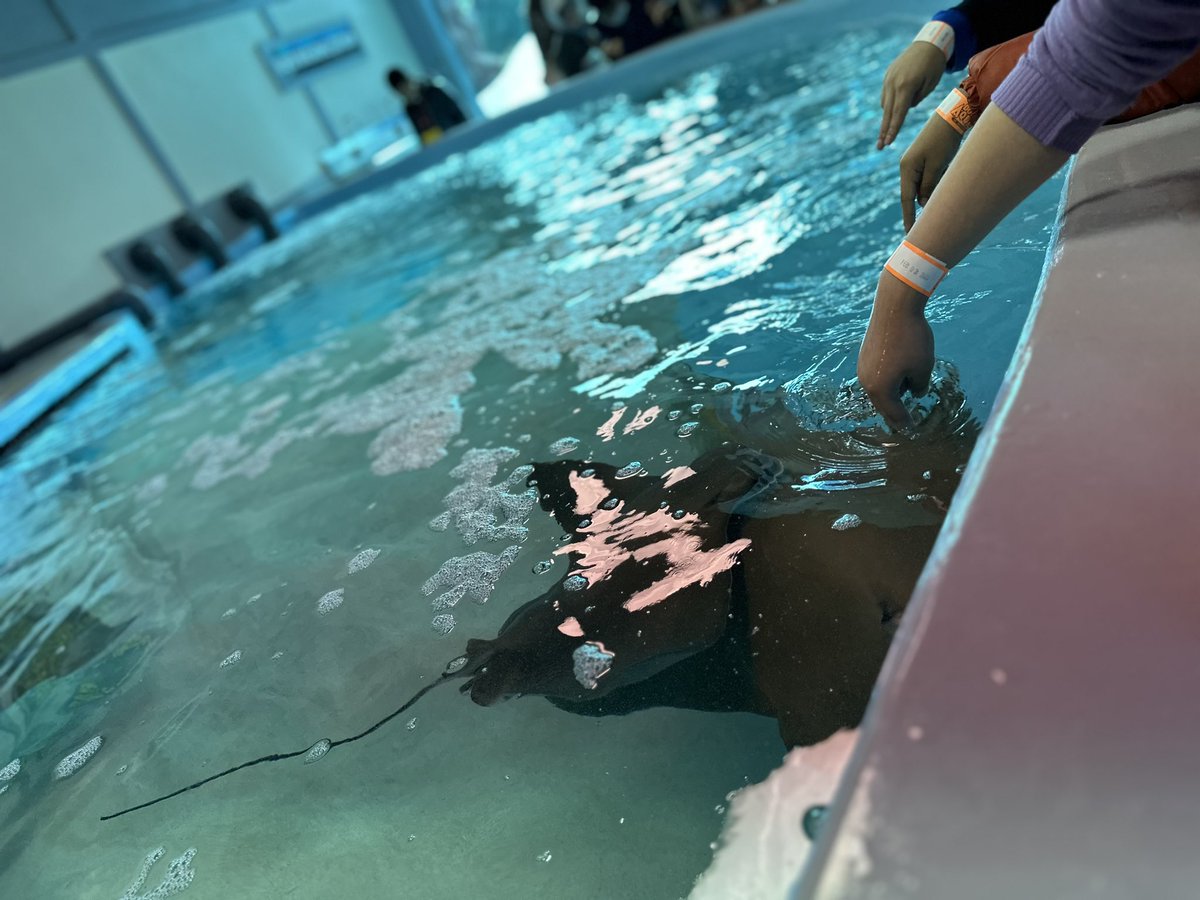 DaisyCollazo12's tweet image. @GrayES_AISD #grayelementary 
Nice ☀️ Day with our Perfect Attendance Gray Eagles 🦅 at the Downtown Aquarium 🐟