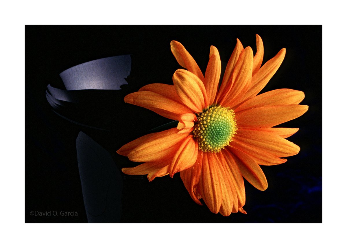 thevidgoo's tweet image. Replying to 
@SiKImagery
#FridayFreeForAll #flowersonfriday