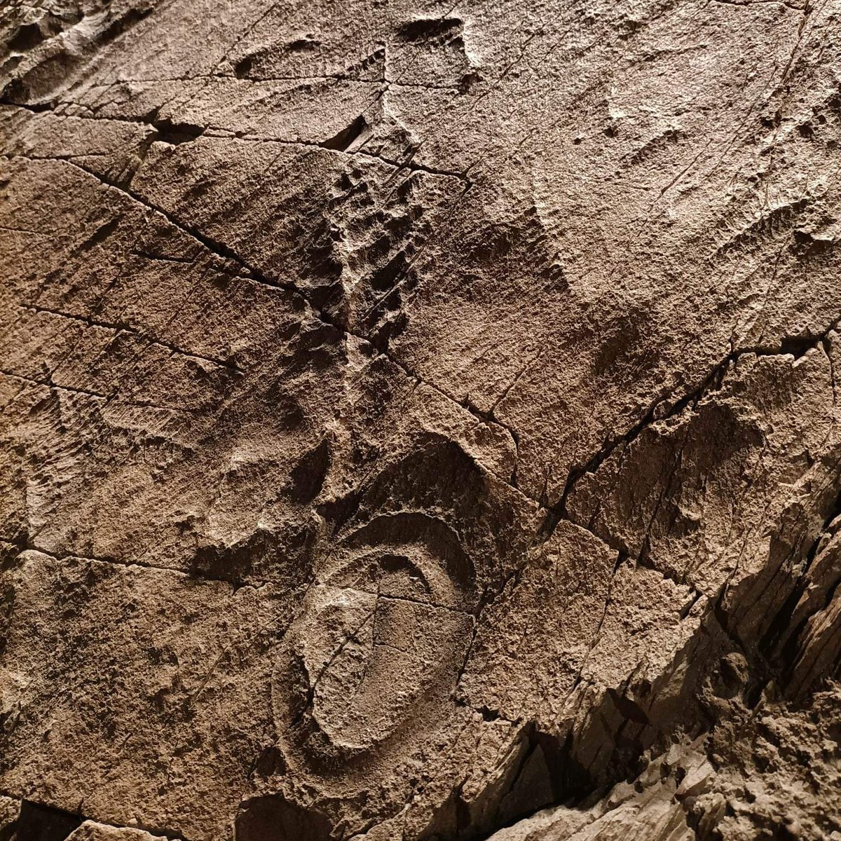 Fantastic behind the scenes tour of <a href="/NLGEOCENTRE/">Johnson Geo Centre</a> with the newest members of our team <a href="/Paleo_Pascal/">Pascal Olschewski</a>, <a href="/hg_fitzgerald/">Hayley Fitzgerald</a> &amp; Nagi Chida
Thanks for showing us around <a href="/FossilRod/">Dr. Rod Taylor</a>!
(so much fun was had that no photos were taken, so here's some from 2022 that I've borrowed from <a href="/Emmeb8/">Emmeline Broad</a>)