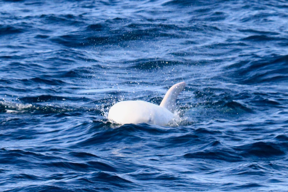 Went back to #Monterey on Feb 1. Saw Casper! The leucistic or albino Risso's dolphin, one of very few (3?) worldwide. From onboard the Princess Monterey. Also got a landscape of endangered #MontereyPine in the backdrop. #RissosDolphin #wildcalifornia #missedlast747deliveryforthis