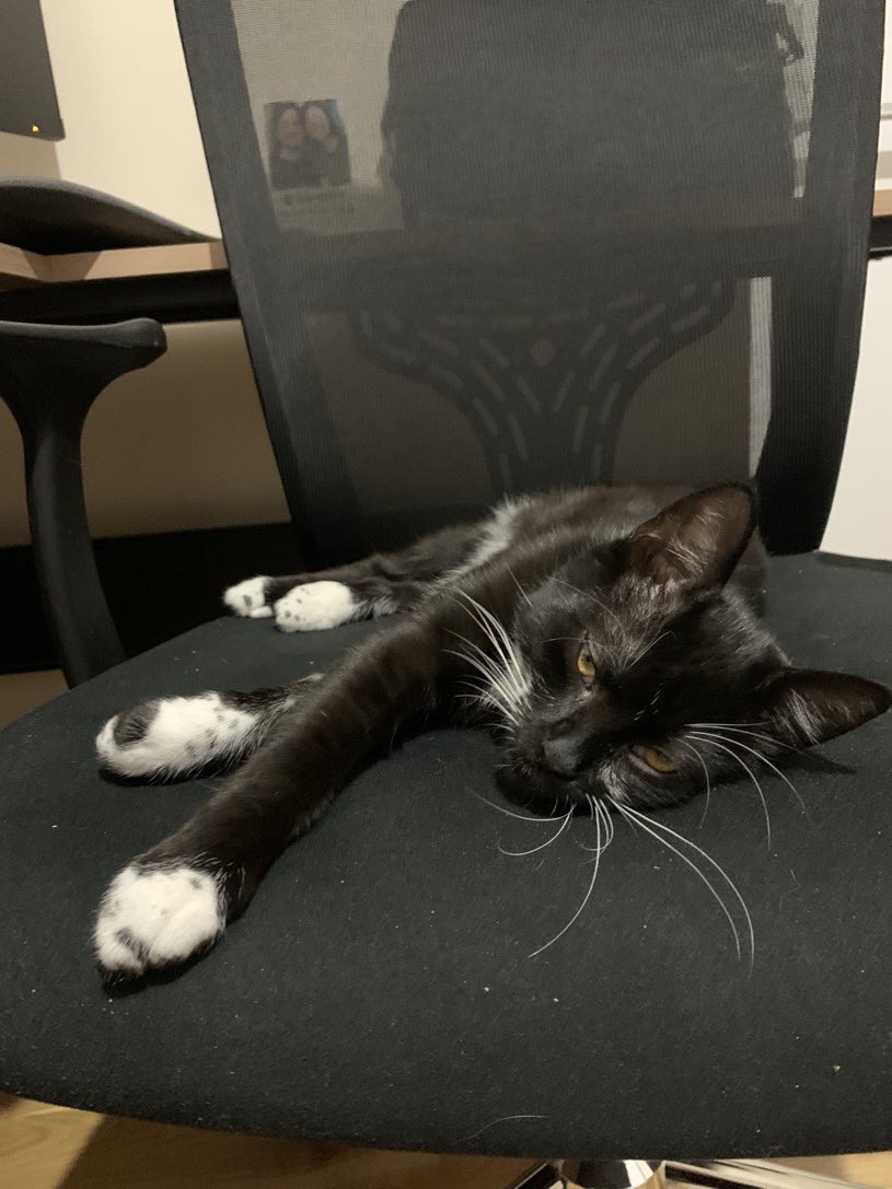 Misket yaklaşık 4 aylık geçici ailesine veren aile isterseniz sokağa atın dedi ama biz şansımızı denemek istiyoruz, sosyal,oyuncu Hiçbir şeyden korkmaz kendiliğinden insana gelip sokulur. Maması,yatağı ve oyuncağı ile İstanbul içi her yere götürürüz
0546 619 4244 @nineinchfries